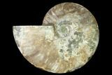 Cut & Polished Ammonite Fossil (Half) - Madagascar #166824-1